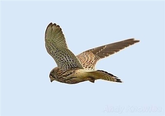 Click for large image