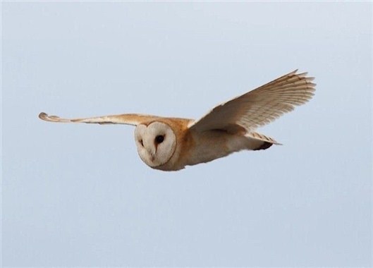 Click for large image