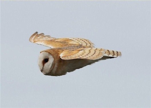 Click for large image