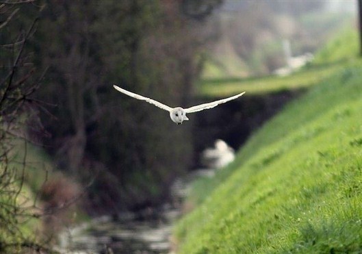 Click for large image