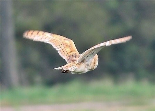 Click for large image