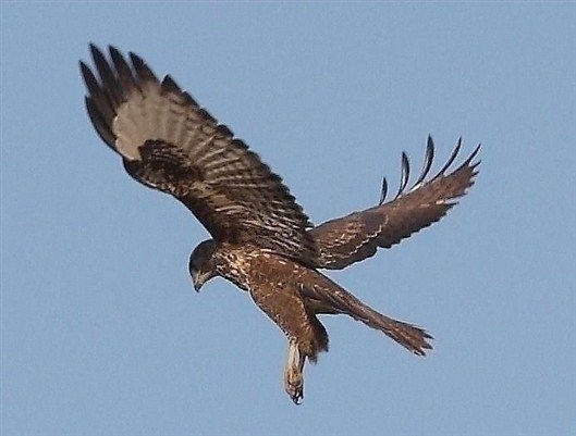 Click for large image