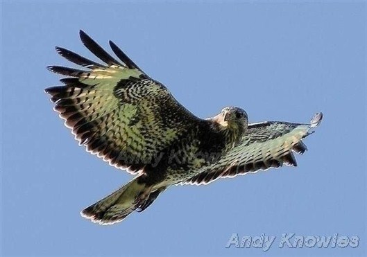 Click for large image