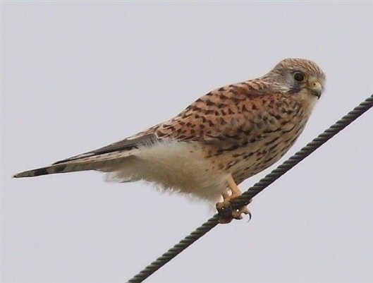 Click for large image