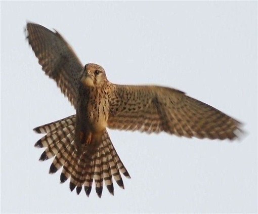 Click for large image