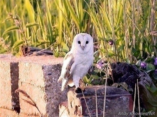 Click for large image