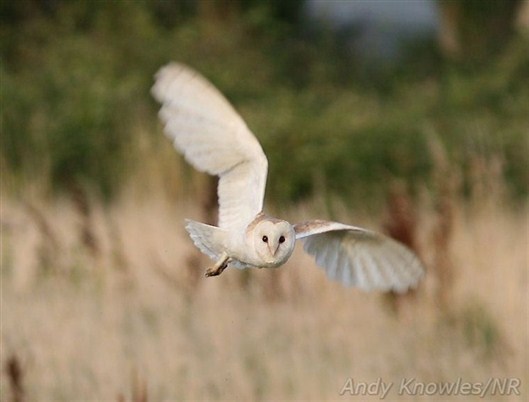 Click for large image