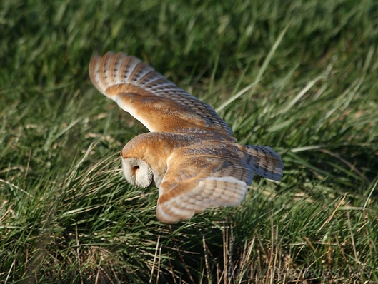 Click for large image