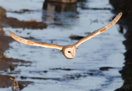 Click for large image