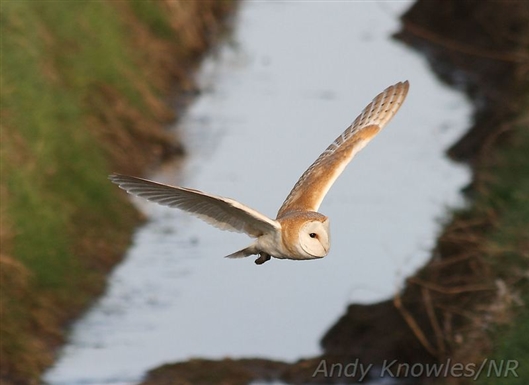 Click for large image