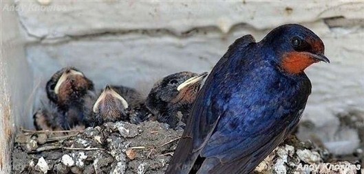 Click for large image