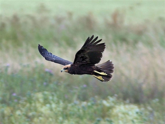 Click for large image