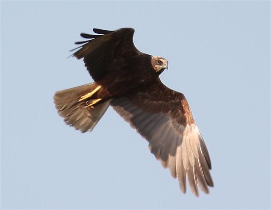 Click for large image