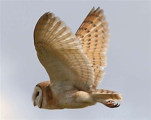 Click for large image