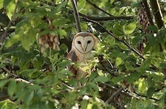 Click for large image