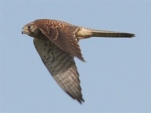 Click for large image